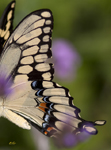 Tiger Swallowtail 2704